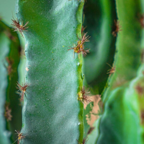 نبات صناعي رويكا - خربزي وأخضر - 12 قطعة