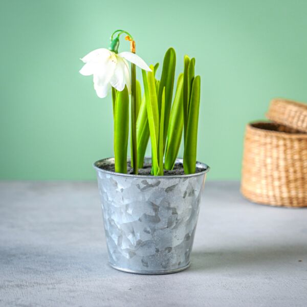 نبات صناعي سالسا - رمادي وأخضر وأبيض - 12 قطعة