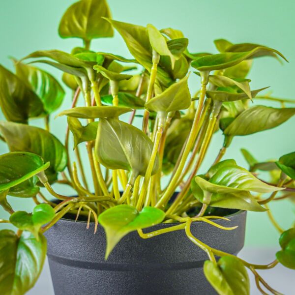 نبات صناعي درولا - أسود وأخضر - 12 قطعة