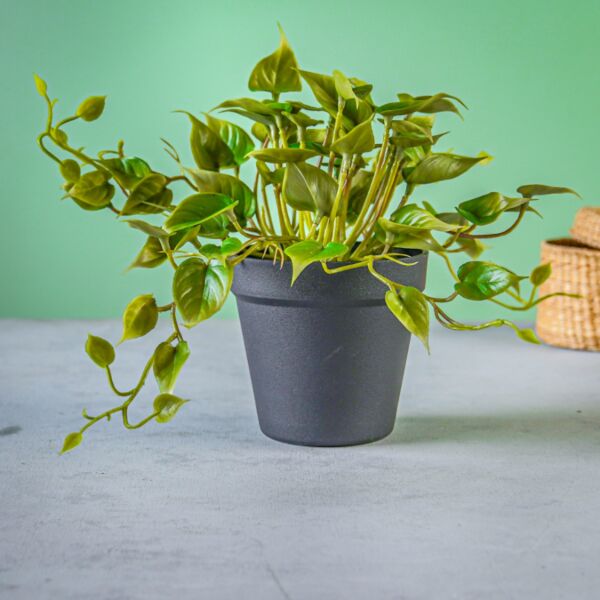 نبات صناعي درولا - أسود وأخضر - 12 قطعة