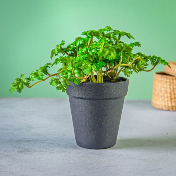 نبات صناعي دونغا - أسود وأخضر - 12 قطعة