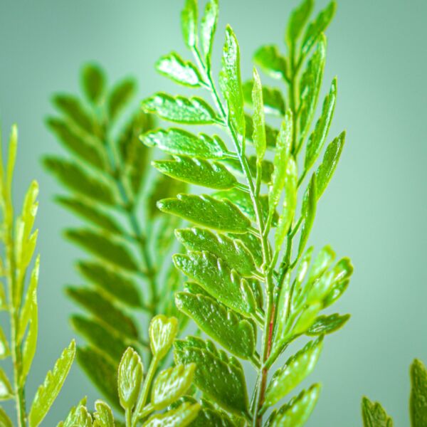 نبات صناعي تيما - أسود وأخضر - 12 قطعة