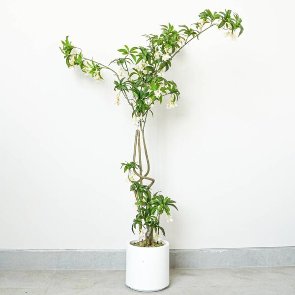 شجرة شفليرا صناعية 170 سم - اخضر