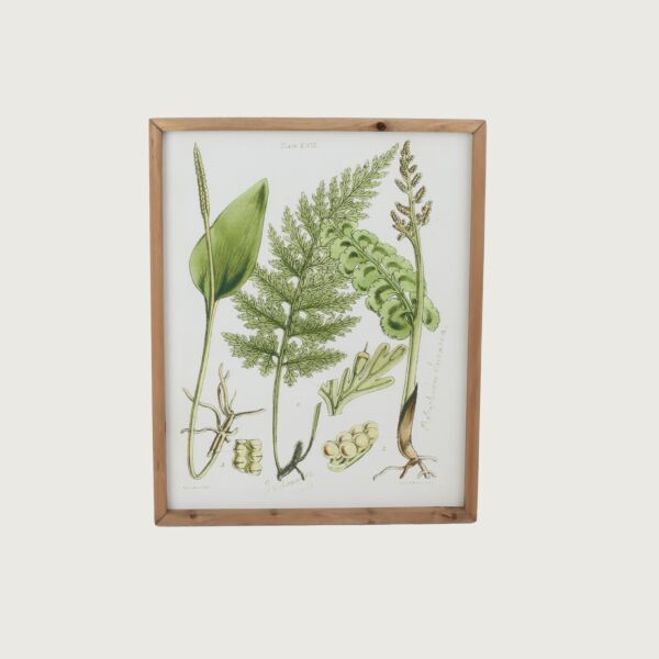baytonia_main product photo