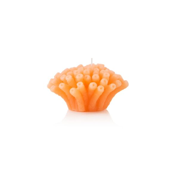 baytonia_main product photo