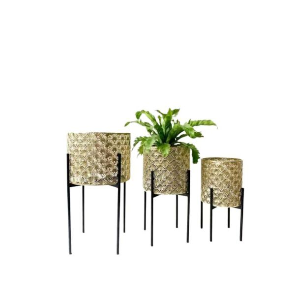 baytonia_main product photo