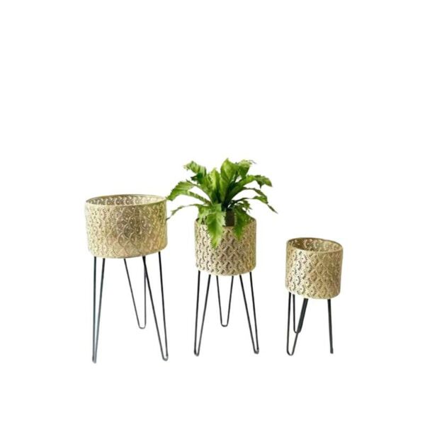 baytonia_main product photo