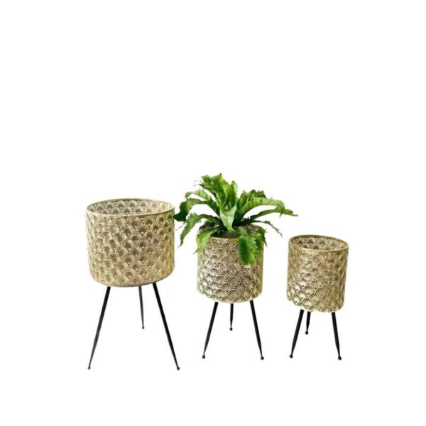 baytonia_main product photo