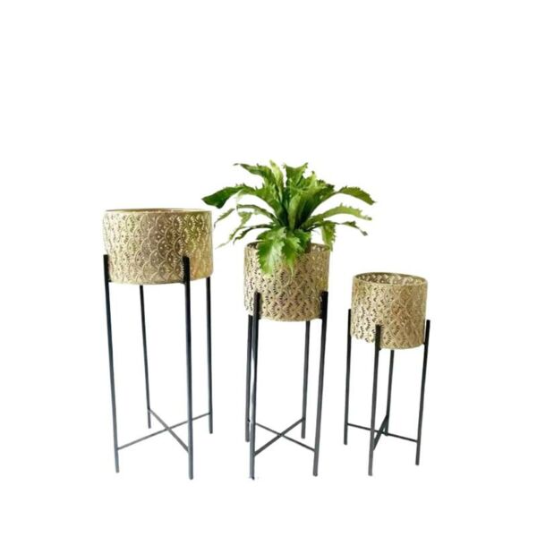 baytonia_main product photo