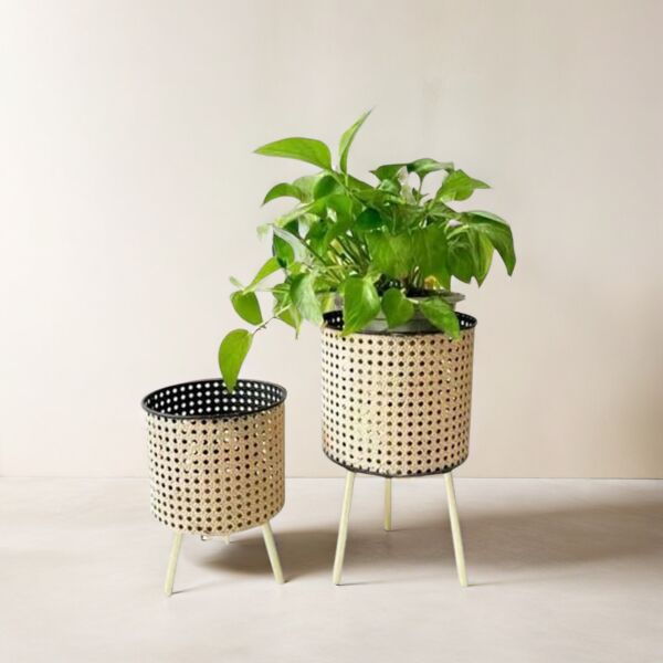 baytonia_main product photo
