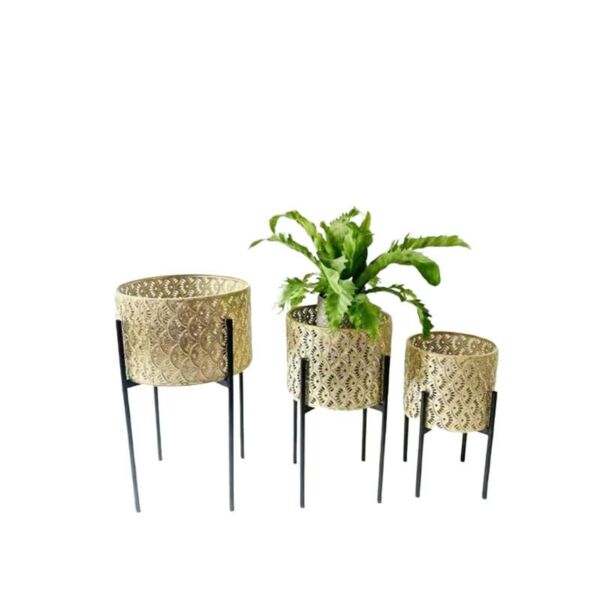 baytonia_main product photo