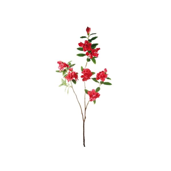 baytonia_main product photo