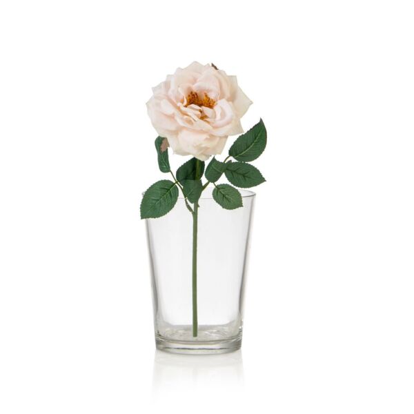 baytonia_main product photo