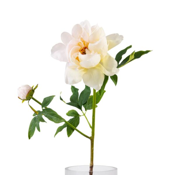 baytonia_main product photo