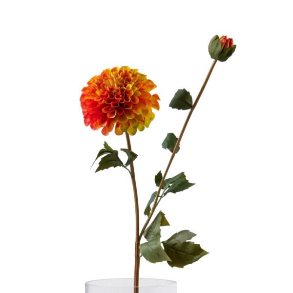 baytonia_main product photo