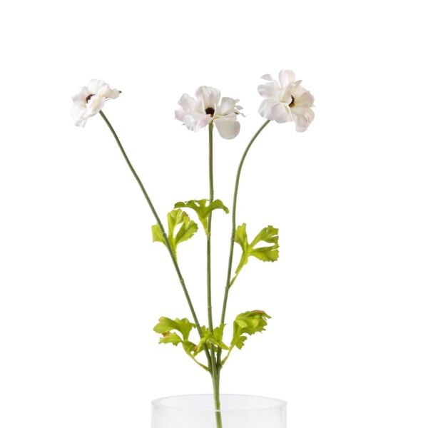 baytonia_main product photo