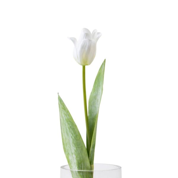 baytonia_main product photo