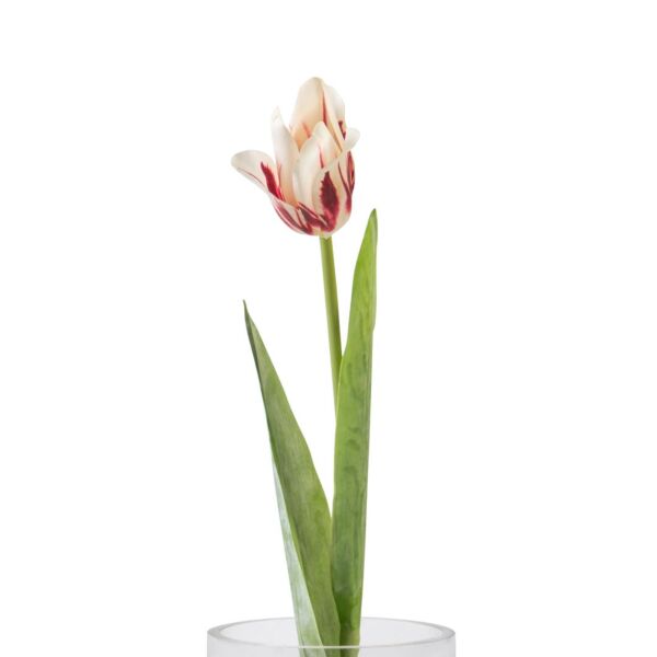 baytonia_main product photo