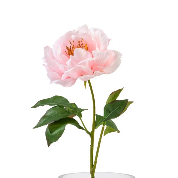 baytonia_main product photo