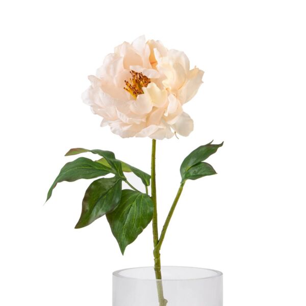 baytonia_main product photo