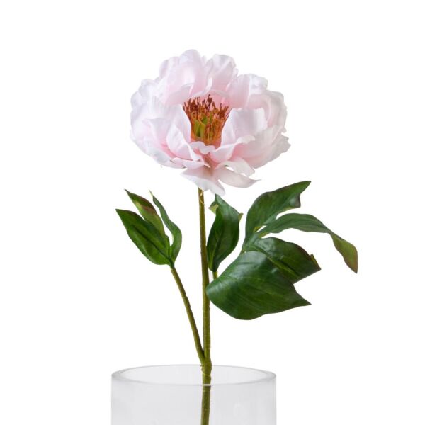 baytonia_main product photo