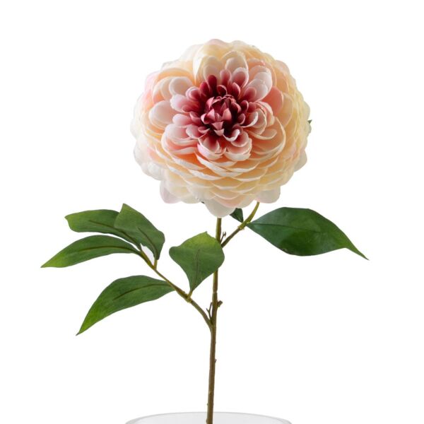 baytonia_main product photo