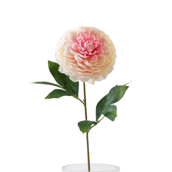 baytonia_main product photo