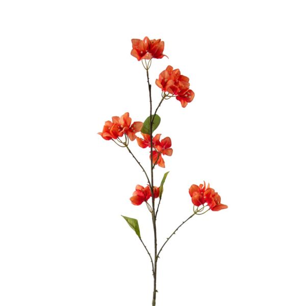 baytonia_main product photo