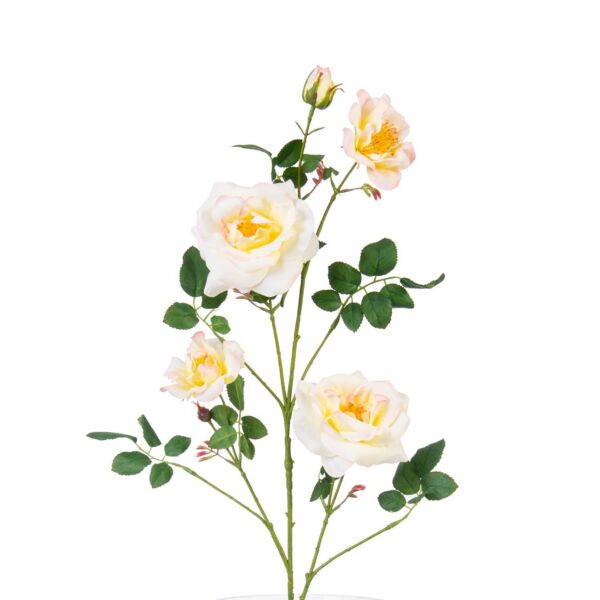 baytonia_main product photo