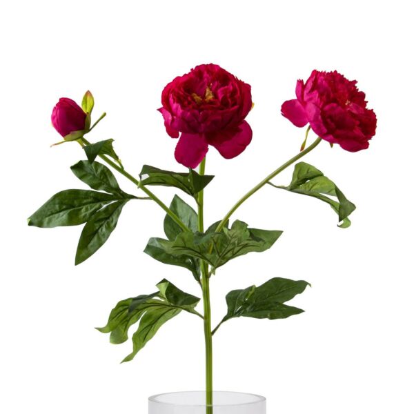 baytonia_main product photo