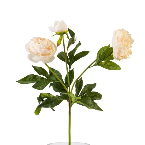 baytonia_main product photo