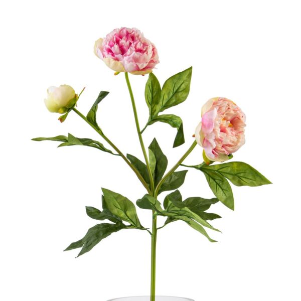 baytonia_main product photo