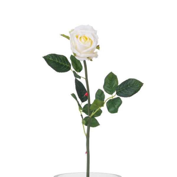 baytonia_main product photo