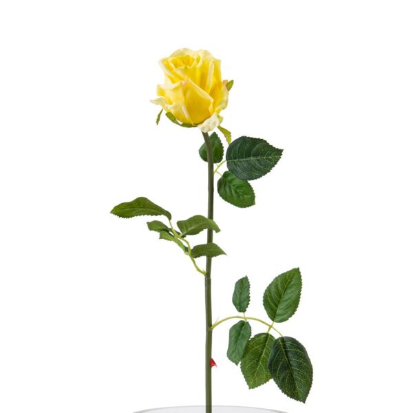 baytonia_main product photo