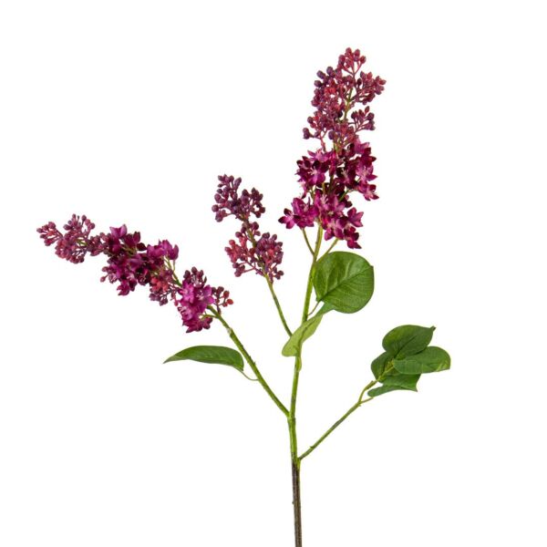 baytonia_main product photo