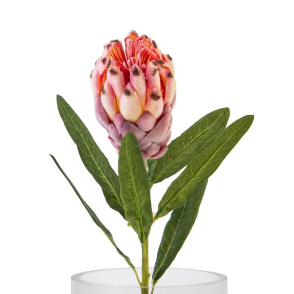baytonia_main product photo