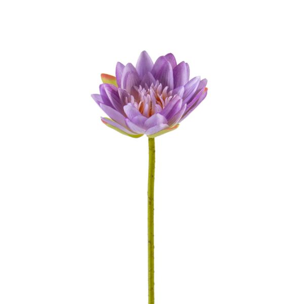 baytonia_main product photo
