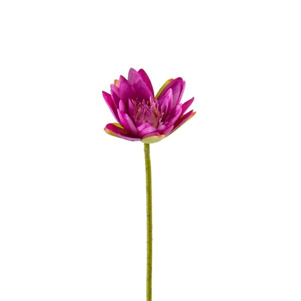 baytonia_main product photo