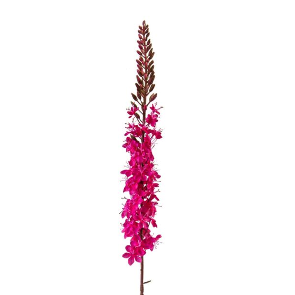 baytonia_main product photo