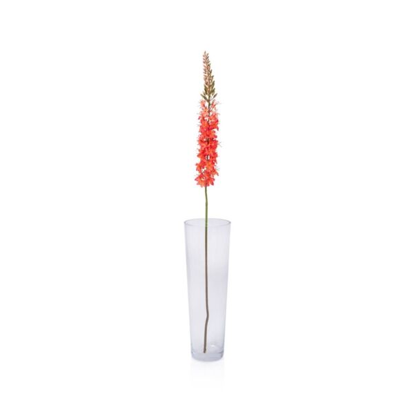 baytonia_main product photo