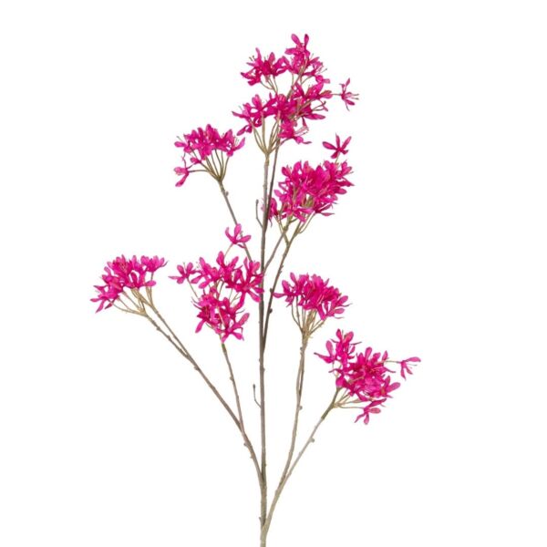 baytonia_main product photo
