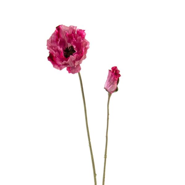 baytonia_main product photo