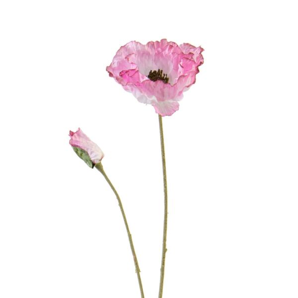 baytonia_main product photo