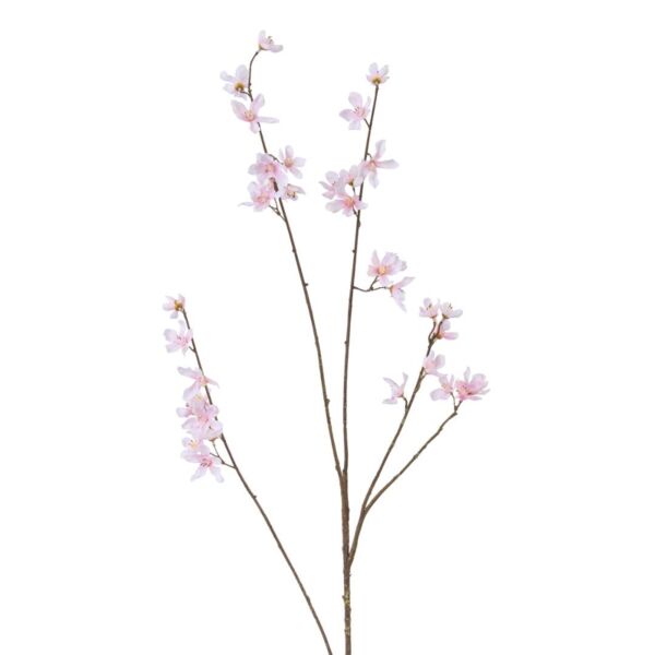 baytonia_main product photo