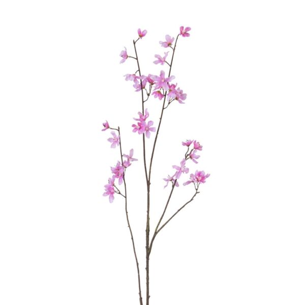baytonia_main product photo