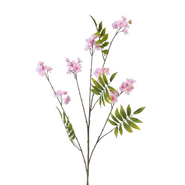 baytonia_main product photo