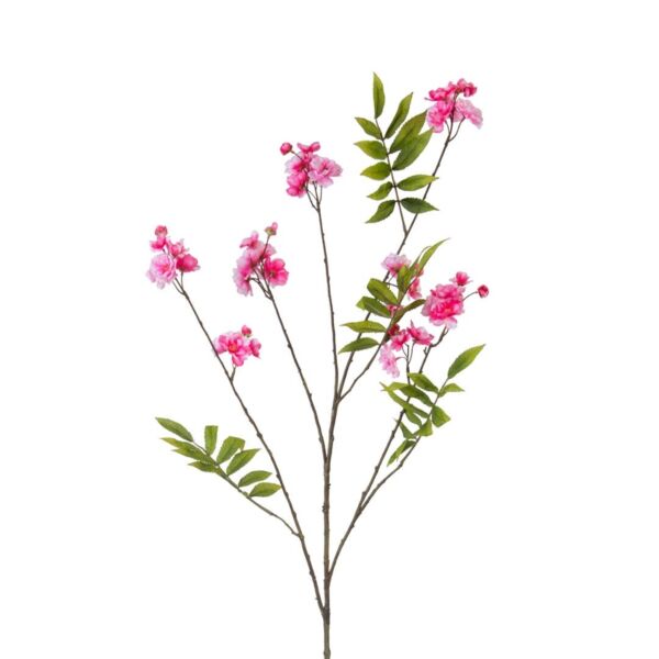 baytonia_main product photo