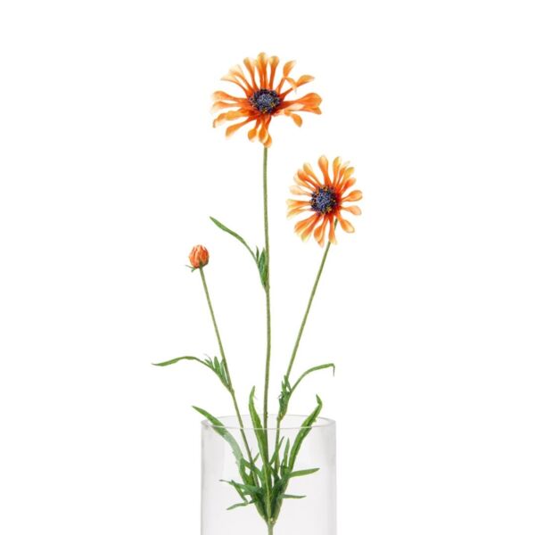 baytonia_main product photo