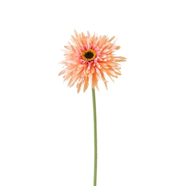 baytonia_main product photo