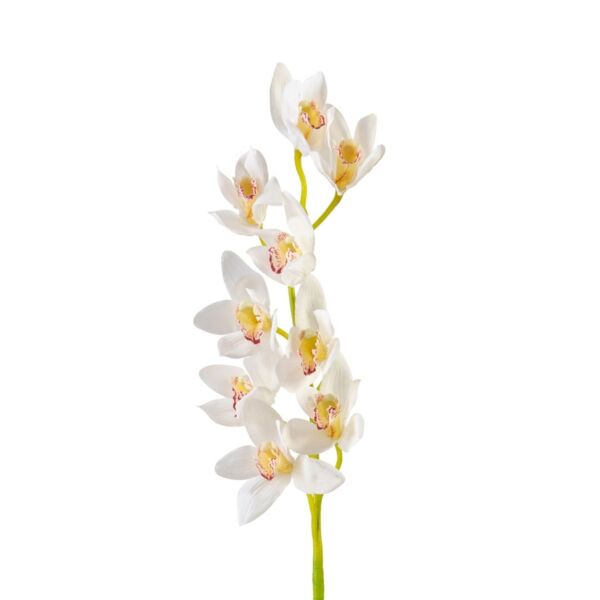 baytonia_main product photo